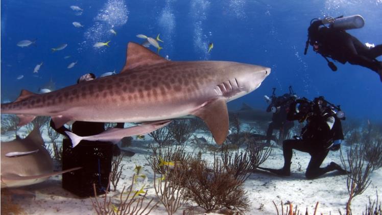 8 Celebrities Who Are Making Waves for Shark Conservation