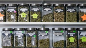 Discover the Unique Wellness Experiences Offered by Local Dispensaries 