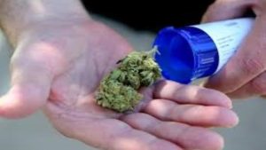 Cannabis