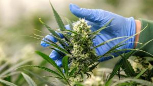 Cannabis