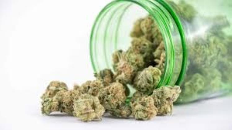 Cannabis